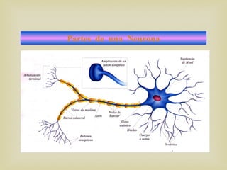 Partes de una Neurona
 