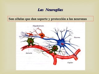 Las NeurogliasLas Neuroglias
Son células que dan soporte y protección a las neuronas
 