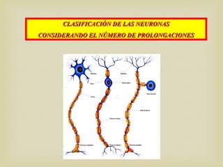 CLASIFICACIÓN DE LAS NEURONASCLASIFICACIÓN DE LAS NEURONAS
CONSIDERANDO EL NÚMERO DE PROLONGACIONESCONSIDERANDO EL NÚMERO DE PROLONGACIONES
 