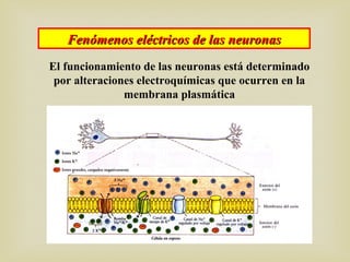 Fenómenos eléctricos de las neuronasFenómenos eléctricos de las neuronas
El funcionamiento de las neuronas está determinado
por alteraciones electroquímicas que ocurren en la
membrana plasmática
 