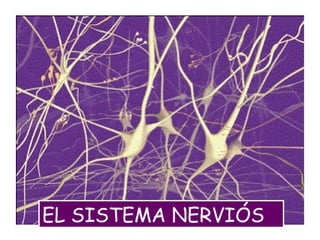 EL SISTEMA NERVIÓS
 