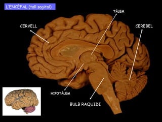 L’ENCÈFAL (tall sagital)
CEREBELCERVELL
BULB RAQUIDI
HIPOTÀLEM
TÀLEM
 