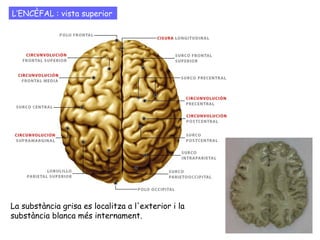 L’ENCÈFAL : vista superior
La substància grisa es localitza a l'exterior i la
substància blanca més internament.
 