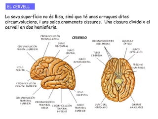 La seva superfície no és llisa, sinó que té unes arrugues dites
circumvolucions, i uns solcs anomenats cissures. Una cissura divideix el
cervell en dos hemisferis.
EL CERVELL
 