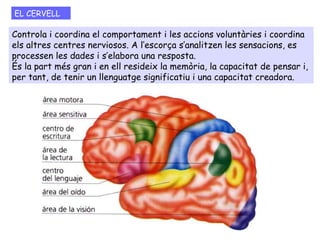 Controla i coordina el comportament i les accions voluntàries i coordina
els altres centres nerviosos. A l’escorça s’analitzen les sensacions, es
processen les dades i s’elabora una resposta.
És la part més gran i en ell resideix la memòria, la capacitat de pensar i,
per tant, de tenir un llenguatge significatiu i una capacitat creadora.
EL CERVELL
 