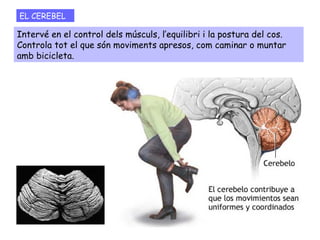 EL CEREBEL
Intervé en el control dels músculs, l’equilibri i la postura del cos.
Controla tot el que són moviments apresos, com caminar o muntar
amb bicicleta.
 