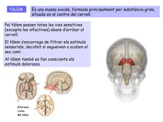 Pel tàlem passen totes les vies sensitives
(excepte les olfactives) abans d’arribar al
cervell.
El tàlem s’encarrega de filtrar els estímuls
sensorials, decidint si segueixen o acaben el
seu camí .
Al tàlem també es fan conscients els
estímuls dolorosos.
És una massa ovoide, formada principalment per substància grisa,
situada en el centre del cervell.
TÀLEM
 