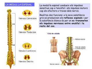LA MEDUL·LA ESPINAL La medul·la espinal condueix els impulsos
sensitius cap a l’encèfal i els impulsos motors
cap als efectors a traves dels nervis.
Realitza dos funcions: a la seva substància
gris es produeixen els reflexes espinals i per
la substància blanca és per on es transmeten
els impulsos nerviosos entre encèfal i la
resta del cos.
 