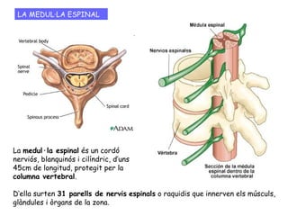 LA MEDUL·LA ESPINAL
La medul·la espinal és un cordó
nerviós, blanquinós i cilíndric, d’uns
45cm de longitud, protegit per la
columna vertebral.
D’ella surten 31 parells de nervis espinals o raquidis que innerven els músculs,
glàndules i òrgans de la zona.
 