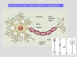 LES CÈLUL·LES DEL TEIXIT NERVIÓS: LA NEURONA
 