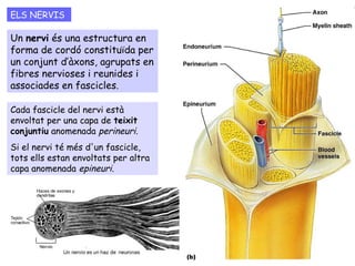 Un nervi és una estructura en
forma de cordó constituïda per
un conjunt d’àxons, agrupats en
fibres nervioses i reunides i
associades en fascicles.
Cada fascicle del nervi està
envoltat per una capa de teixit
conjuntiu anomenada perineuri.
Si el nervi té més d'un fascicle,
tots ells estan envoltats per altra
capa anomenada epineuri.
ELS NERVIS
 