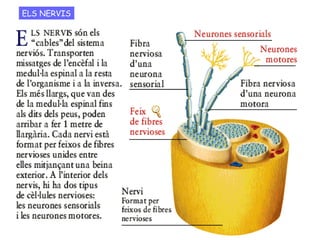 ELS NERVIS
 