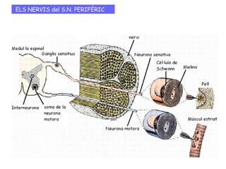 ELS NERVIS del S.N. PERIFÈRIC
 