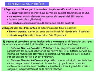 ELS NERVIS del S.N. PERIFÈRIC
 