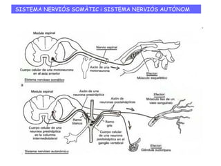 S. N. SOMÀTIC S. N. AUTÒNOM
 