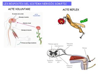 SISTEMA NERVIÓS SOMÀTIC i SISTEMA NERVIÓS AUTÒNOM
 