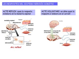 ACTE REFLEX: quan la resposta
s’elabora en la medul·la espinal
ACTE VOLUNTARI: es dóna quan la
resposta s'elabora en el cervell
LES RESPOSTES DEL SISTEMA NERVIÓS SOMÀTIC
Arc reflex!
 