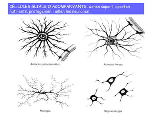 CÈL·LULES GLIALS O ACOMPANYANTS: donen suport, aporten
nutrients, protegeixen i aïllen les neurones
 