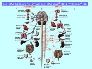 ACTE VOLUNTARI
ACTE REFLEX
LES RESPOSTES DEL SISTEMA NERVIÓS SOMÀTIC
 