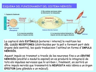 SISTEMA NERVIÓS AUTÒNOM: SISTEMA SIMPÀTIC I PARASIMPÀTIC
 