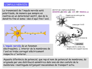 ESQUEMA DEL FUNCIONAMENT DEL SISTEMA NERVIÓS
La captació dels ESTÍMULS (externs i interns) la realitzen les CÈL·LULES
RECEPTORES (distribuïdes per la pell o formant part dels òrgans dels
sentits), les quals tradueixen l'estímul en forma d'IMPULS NERVIÓS.
Aquest impuls es transmet a través de les neurones fins a un CENTRE
NERVIÓS (encèfal o medul·la espinal) on es produirà la integració de tots els
impulsos nerviosos que hi arriben i, finalment, en sortirà un altre impuls
nerviós que transmetrà la RESPOSTA més idònia a un òrgan EFECTOR (una
glàndula o un múscul).
 