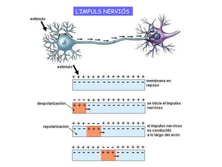 L’IMPULS NERVIÓS (més imatges per ajudar a entendre com funciona)
 