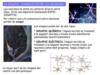 ORIGEN I PROPAGACIÓ DE L’IMPULS NERVIÓS
 