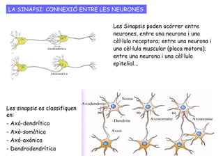 Quan l'impuls nerviós arriba a l'extrem d'una
neurona ha de passar a la següent.
Les neurones no estan en contacte directe entre
elles. Hi ha una separació anomenada espai sinàptic.
Per referir-nos a la comunicació entre neurones
parlem de sinapsi.
LA SINAPSI: CONNEXIÓ ENTRE LES NEURONES
 