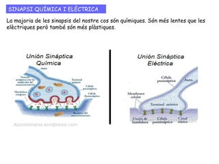 LA SINAPSI: CONNEXIÓ ENTRE LES NEURONES
Les sinapsis poden ocórrer entre neurones, entre una neurona i una cèl·lula
receptora; entre una neurona i una cèl·lula muscular (placa motora); entre una
neurona i una cèl·lula epitelial...
Les sinapsis es classifiquen
en:
- Axó-dendrítica
- Axó-somàtica
- Axó-axònica
- Dendrodendrítica
 