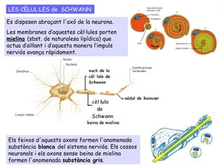 LES CÈLUL·LES de SCHWANN
Es disposen abraçant l'axó de la neurona.
Les membranes d’aquestes cèl·lules porten
mielina (sbst. de naturalesa lipídica) que
actua d’aïllant i d’aquesta manera l’impuls
nerviós avança ràpidament.
Els feixos d'aquests axons formen l'anomenada
substància blanca del sistema nerviós. Els cossos
neuronals i els axons sense beina de mielina
formen l'anomenada substància gris.
 