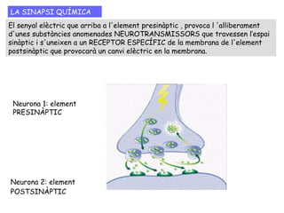 TIPUS DE SINAPSI
Les sinapsis poden ser de dos tipus:
* SINAPSI QUÍMICA: l’impuls nerviós es
transmet a la següent neurona a través
d’unes substàncies, molècules químiques
anomenades neurotransmissors que creuen
l'espai sinàptic i arriben als receptors de
la següent neurona.
* SINAPSI ELÈCTRICA: l’impuls nerviós
es transmet a la següent neurona a través
d’ions. Les neurones estan molt properes,
l’espai sinàptic és molt petit i el senyal
elèctric passa directament d'una cèl·lula a
l'altra pels canals comunicants. A
diferència de la sinapsi química, és
summament ràpida (no hi ha retard
sinàptic) i no participen neurotransmissors
(senyals químics) en la transmissió.
La major part de les
sinapsis del nostre cos són
químiques.
 