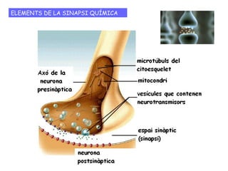 SINAPSI QUÍMICA I ELÈCTRICA
La majoria de les sinapsis del nostre cos són químiques. Són més lentes que les
elèctriques però també són més plàstiques.
Les sinapsis poden ser excitadores o inhibidores
Les sinapsis no són simples repetidors que transmeten el senyal d'una cèl·lula a
una altra. Són més aviat com interruptors que permeten el pas del senyal, o no
ho permeten, segons estiguin oberts o tancats. Si la sinapsi deixa passar el
potencial d'acció, el senyal arriba al seu objectiu, i es produeix una resposta. Si
la sinapsi no deixa passar el senyal, la resposta no es produeix.
 