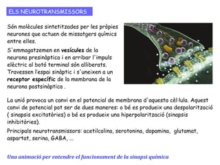 ELEMENTS DE LA SINAPSI QUÍMICA
 
