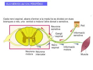 El senyal elèctric que arriba a l'element presinàptic, provoca l 'alliberament
d'unes substàncies anomenades NEUROTRANSMISSORS que travessen l’espai
sinàptic i s'uneixen a un RECEPTOR ESPECÍFIC de la membrana de l'element
postsinàptic que provocarà un canvi elèctric en la membrana.
LA SINAPSI QUÍMICA
Neurona 1: element
PRESINÀPTIC
Neurona 2: element
POSTSINÀPTIC
 