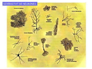 Són molècules sintetitzades per les pròpies
neurones que actuen de missatgers químics
entre elles.
S'emmagatzemen en vesícules de la
neurona presinàptica i en arribar l'impuls
elèctric al botó terminal són alliberats.
Travessen l’espai sinàptic i s'uneixen a un
receptor específic de la membrana de la
neurona postsinàptica .
ELS NEUROTRANSMISSORS
La unió provoca un canvi en el potencial de membrana d'aquesta cèl·lula. Aquest
canvi de potencial pot ser de dues maneres: o bé es produeix una despolarització
(sinapsis excitatòries) o bé es produeix una hiperpolarització (sinapsis
inhibitòries).
Principals neurotransmissors: acetilcolina, serotonina, dopamina, glutamat,
aspartat, serina, GABA, ...
Una animació per entendre el funcionament de la sinapsi química
 