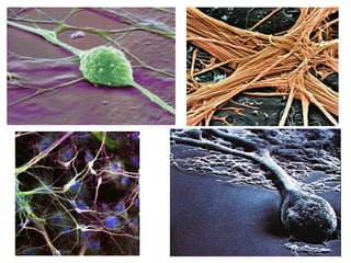 L'acetilcolina va ser el primer neurotransmissor a ser descobert. L'acetilcolina té moltes
funcions: és la responsable de gran part de l'estimulació dels músculs, incloent els músculs
del sistema gastrointestinal. També es troba en neurones sensorials i en el sistema
nerviós autònom, i participa en la programació del son REM.
La norepinefrina aquesta fortament associada amb la posada en "alerta màxima" del
nostre sistema nerviós. És prevalent en el sistema nerviós simpàtic, i incrementa la taxa
cardíaca i la pressió sanguínia. Les nostres glàndules adrenals l'alliberen en el torrent
sanguini, juntament amb el seu parent l'epinefrina. És també important per a la formació
de memòries.
La dopamina té diverses funcions al cervell que afecten el comportament, el moviment,
l'estat anímic, la recompensa, la inhibició d'hormones (prolactina), la son, l'atenció,
l'aprenentatge i altres. Està relacionada amb les addiccions.
La serotonina està relacionada amb la regulació de la gana, del desig sexual, a la inhibició
de l'agressivitat i l'enuig, al somni, etc. Una reducció de serotonina provoca depressió,
problemes en el control de la ira, desordres obsessius-compulsius i suïcidi.
El GABA és un neurotransmissor inhibidor. Representa una lluita contra l’estrès, afavoreix
la calma i la tranquil·litat.
Alguns neurotransmissors actuen també com hormones.
ELS NEUROTRANSMISSORS
 