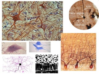DIVERSITAT DE NEURONES
 