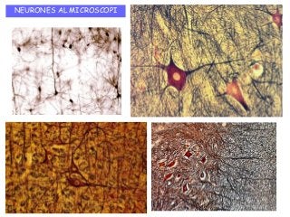 NEURONES AL MICROSCOPI
 