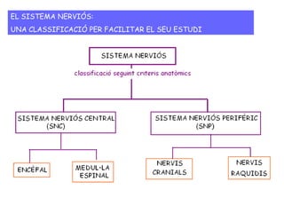 EL SISTEMA NERVIÓS:
UNA CLASSIFICACIÓ PER FACILITAR EL SEU ESTUDI
 