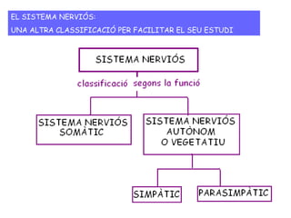 EL SISTEMA NERVIÓS:
UNA ALTRA CLASSIFICACIÓ PER FACILITAR EL SEU ESTUDI
 