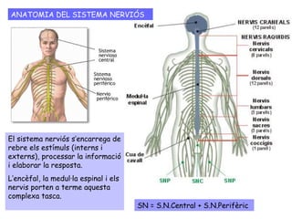 SN = S.N.Central + S.N.Perifèric
ANATOMIA DEL SISTEMA NERVIÓS
El sistema nerviós s’encarrega de
rebre els estímuls (interns i
externs), processar la informació
i elaborar la resposta.
L’encèfal, la medul·la espinal i els
nervis porten a terme aquesta
complexa tasca.
 
