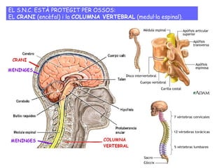 EL S.N.C. ESTÀ PROTEGIT PER OSSOS:
EL CRANI (encèfal) i la COLUMNA VERTEBRAL (medul·la espinal).
 
