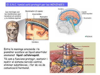 El S.N.C. també està protegit per les MENINGES
Entre la meninge aracnoide i la
piamàter existeix un líquid amortidor
anomenat líquid cefaloraquidi.
Té com a funcions protegir, sostenir i
nodrir el sistema nerviós central,
eliminar substàncies, i fer de via de
comunicació hormonal.
 