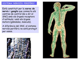 SISTEMA NERVIÓS PERIFÈRIC
Està constituït per la xarxa de
nervis i ganglis que connecta els
centres de control (és a dir e...