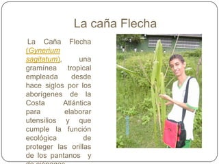 La caña Flecha
La Caña Flecha
(Gynerium
sagitatum), una
gramínea tropical
empleada desde
hace siglos por los
aborígenes de la
Costa Atlántica
para elaborar
utensilios y que
cumple la función
ecológica de
proteger las orillas
de los pantanos y