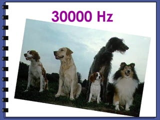 30000 Hz   