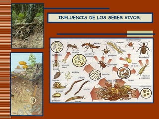 INFLUENCIA DE LOS SERES VIVOS. 