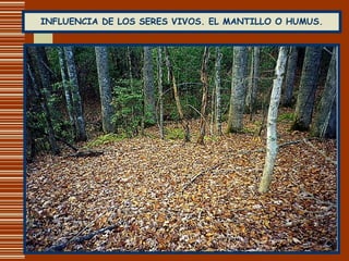 INFLUENCIA DE LOS SERES VIVOS. EL MANTILLO O HUMUS. 