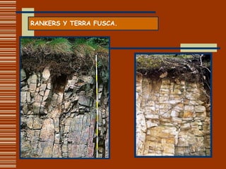 RANKERS Y TERRA FUSCA. 