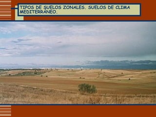 TIPOS DE SUELOS ZONALES. SUELOS DE CLIMA MEDITERRÁNEO. 
